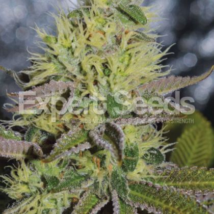 Featured Image of Sweet Zombie