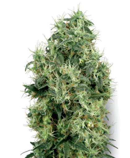 Featured Image of White Gold