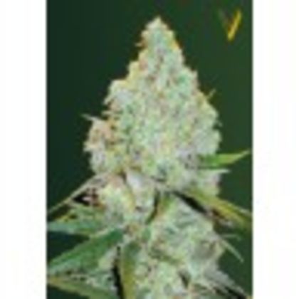 Featured Image of Auto Amnesia Haze