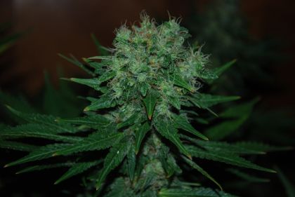 Featured Image of Auto Blue Funk