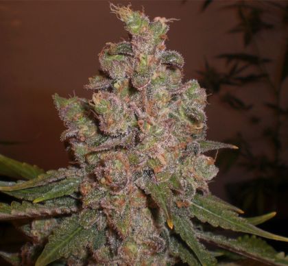 Featured Image of Auto Funky Skunk