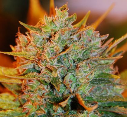 Featured Image of Auto Northern Lights X Big Bud