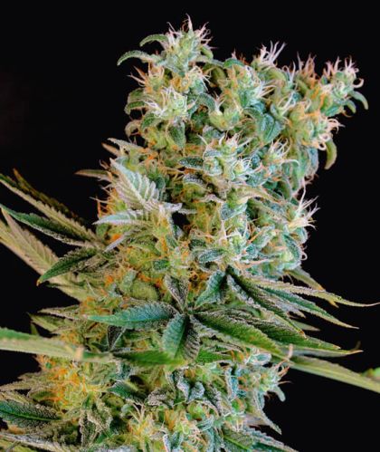 Featured Image of Amnesia Bilbo