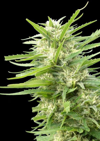 Featured Image of Kritikal Bilbo X Ak-47