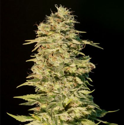 Featured Image of Og Lemon Bilbo