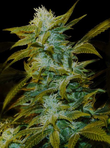 Featured Image of Super Silver Bilbo