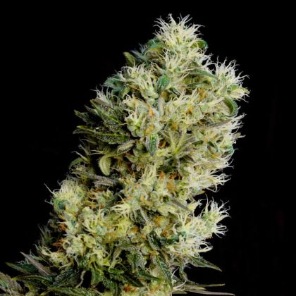 Featured Image of Auto Amnesia Bilbo
