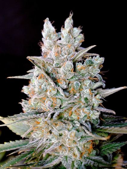 Featured Image of Auto Kritikal Bilbo