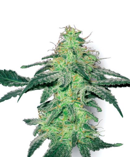 Featured Image of White Skunk