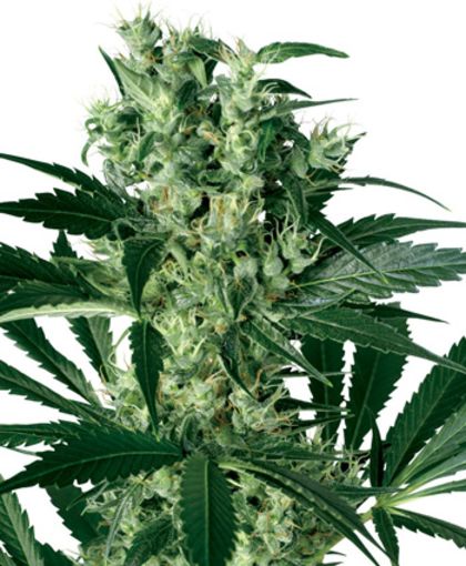 Featured Image of X-Haze