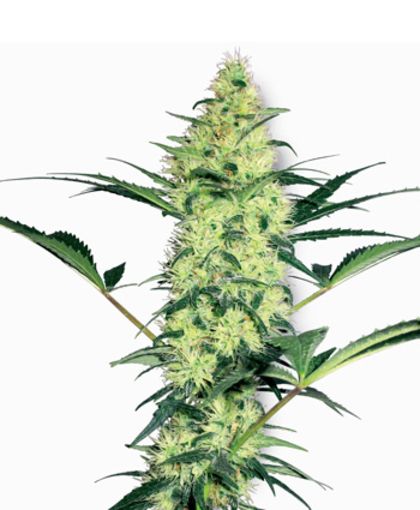 Featured Image of White Diesel
