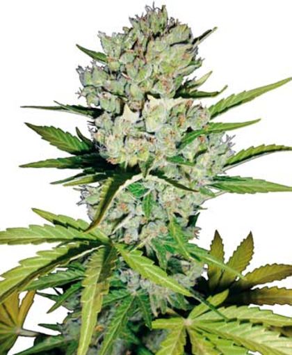 Featured Image of Auto Super Skunk