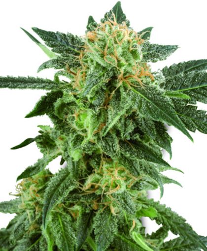 Featured Image of Auto Snow Ryder