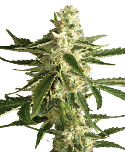 Featured Image of Auto White Diesel Haze