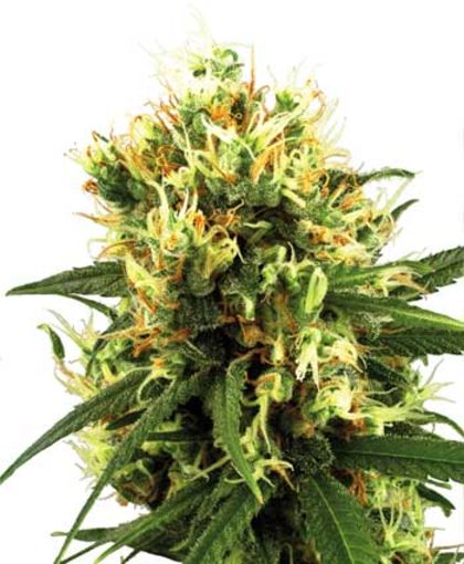 Featured Image of Auto White Haze