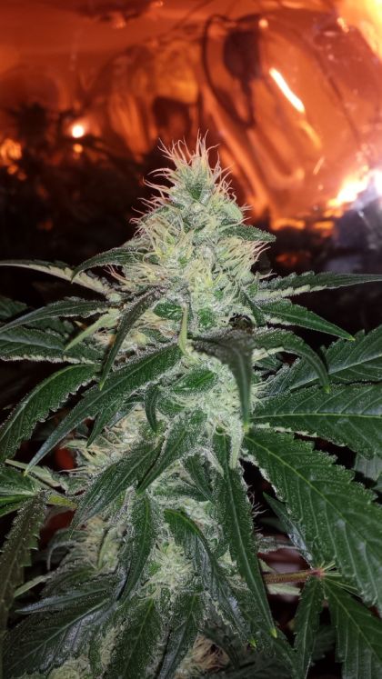 Featured Image of Pink Bubble Gum