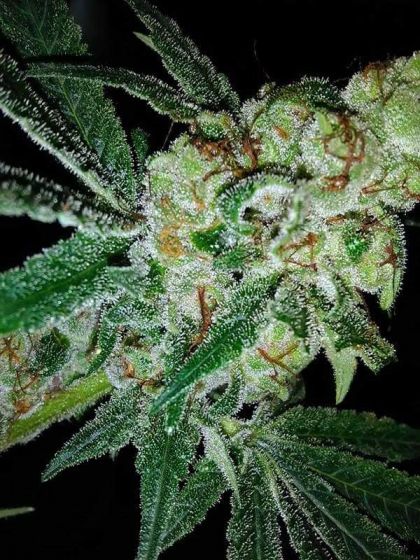 Featured Image of Pink Gorilla