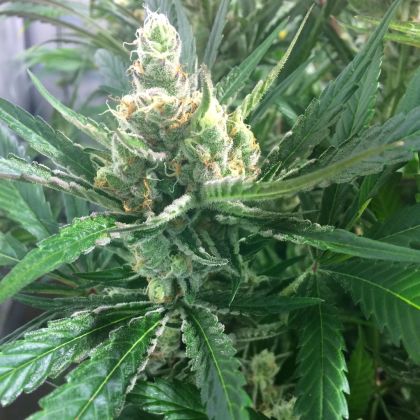 Featured Image of Pink Lemon-Aid