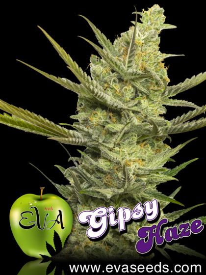 Featured Image of Gipsy Haze