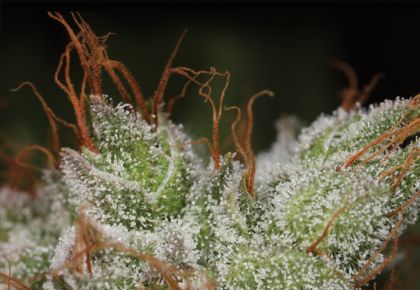 Featured Image of Bruce Banner Bx 2.0