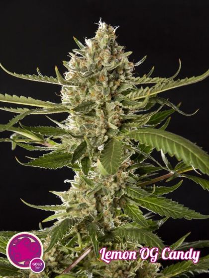 Featured Image of Lemon Og Candy