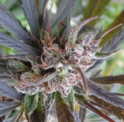 Featured Image of Haze X Kali China