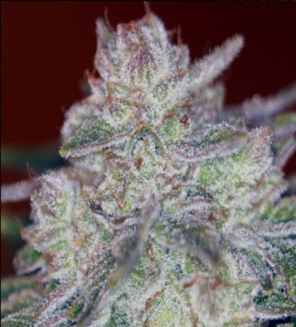 Featured Image of Triple Cherry Diesel