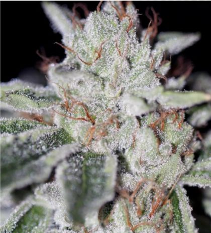 Featured Image of Naked City Kush