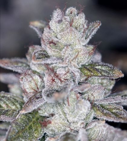 Featured Image of Las Vegas Sour Bubba Limited Edition