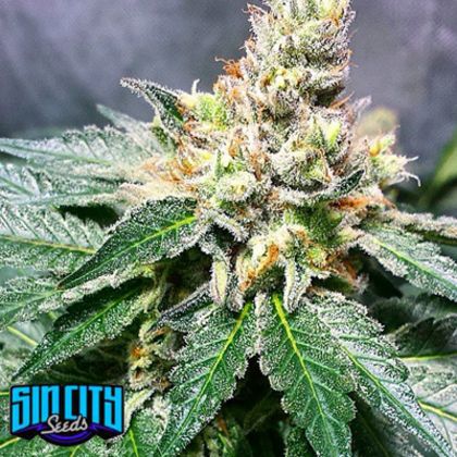 Featured Image of Lilac Jack