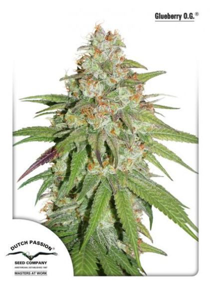 Featured Image of Glueberry O.G.
