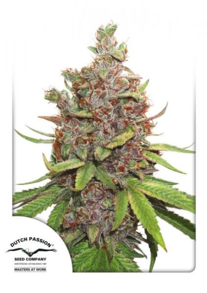 Featured Image of Auto Glueberry O.G.