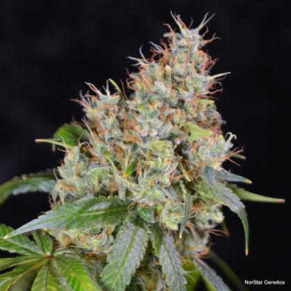 Featured Image of Amnesia Og