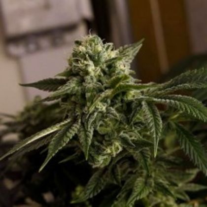 Featured Image of O.D.B (Old Dirty Biker) Aka Cheesy Rider