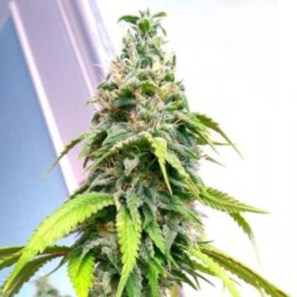 Featured Image of Banana Sativa