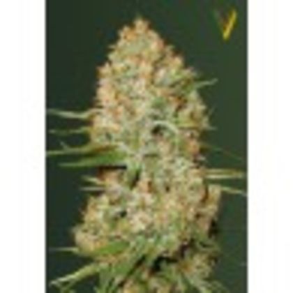 Featured Image of Auto Amnesium (Former Auto Amnesia)