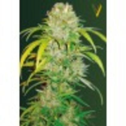 Featured Image of Auto Big Angel