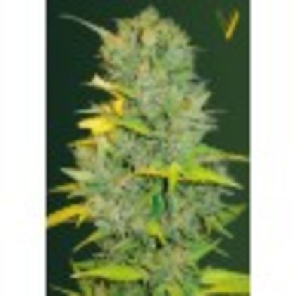 Featured Image of Auto Biggest Bud (Former Auto Big Bud)