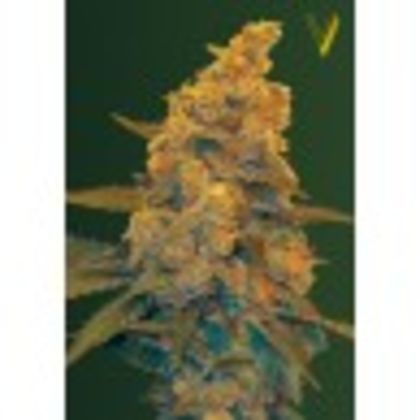 Featured Image of Auto Blow Dream (Former Auto Black Dream)