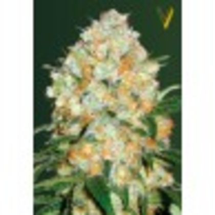 Featured Image of Auto Bubblegum + Pro (Former Auto Bubblegum +)