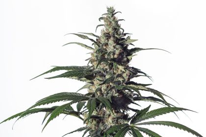 Featured Image of Green Doctor (Gd-1)