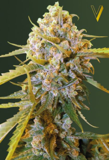 Featured Image of Biggest Bud