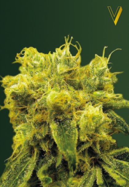 Featured Image of Blow Dream