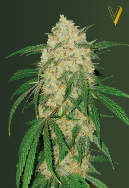 Featured Image of Bubblegum + Pro