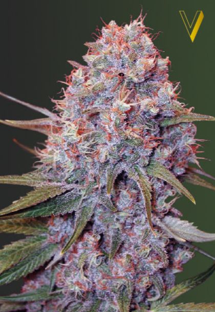 Featured Image of Caramelino