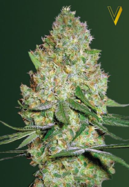 Featured Image of Chronic Monster Xxl