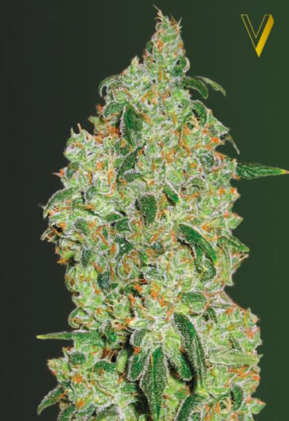 Featured Image of Green Wild Shark