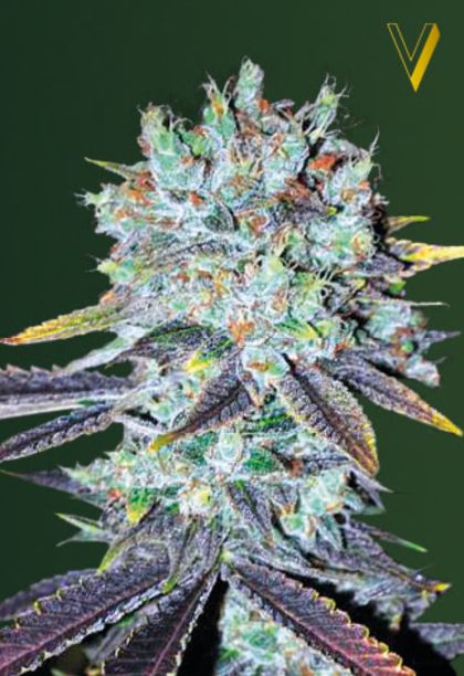 Featured Image of Original Berry