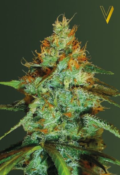 Featured Image of Original Limonade Skunk