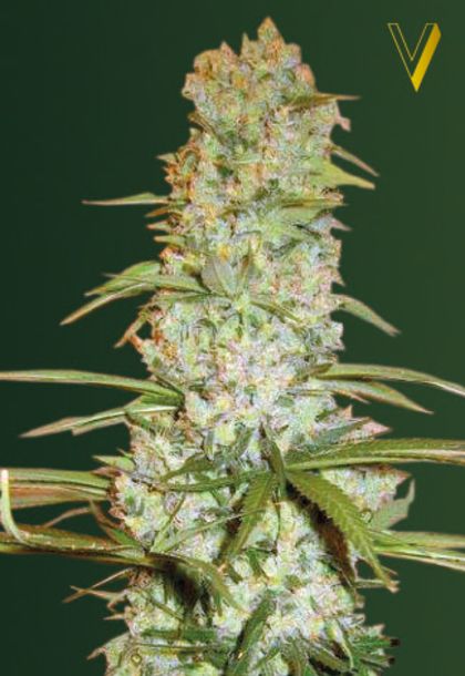 Featured Image of Red Russian Xxl